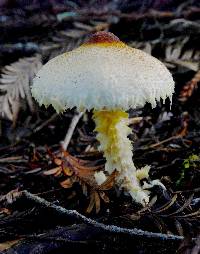 Lepiota magnispora image