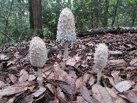 Coprinus comatus image