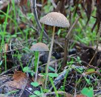 Psathyrella corrugis image