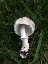 Leucoagaricus leucothites image