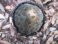 Coprinus comatus image