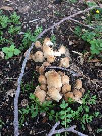 Coprinellus micaceus image