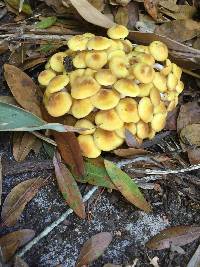 Armillaria tabescens image