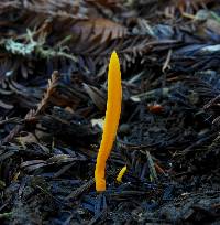 Clavulinopsis laeticolor image