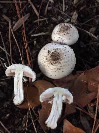 Agaricus californicus image