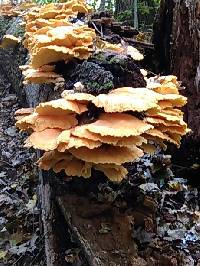 Laetiporus sulphureus image