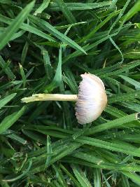 Bolbitius titubans image