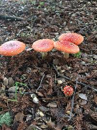 Amanita muscaria image