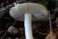 Amanita phalloides image