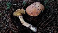 Suillus caerulescens image