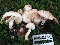 Agaricus xanthodermus image