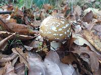 Amanita pantherina image