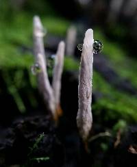 Xylaria hypoxylon image