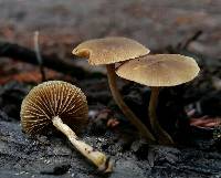 Simocybe centunculus var. centunculus image