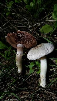 Agaricus campestris image