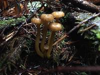 Craterellus tubaeformis image