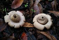 Geastrum saccatum image