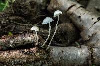 Mycena subcaerulea image