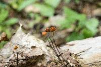 Marasmius siccus image