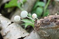 Mycena subcaerulea image