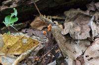 Marasmius siccus image