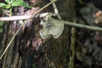 Pluteus americanus image