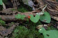 Hygrocybe miniata image