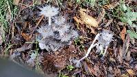 Coprinopsis lagopus image