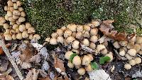 Coprinellus micaceus image