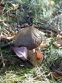 Agaricus campestris image