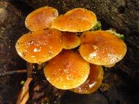 Flammulina velutipes image