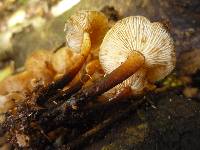 Flammulina velutipes image