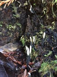 Xylaria hypoxylon image