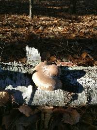 Fomitopsis betulina image