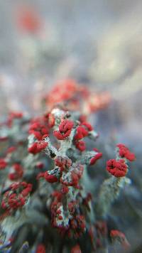 Cladonia cristatella image