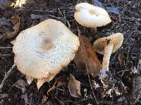 Agrocybe putaminum image