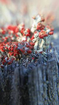 Cladonia cristatella image