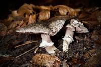 Agaricus deardorffensis image