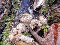 Lycoperdon pyriforme image