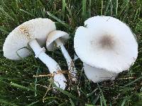 Leucoagaricus leucothites image