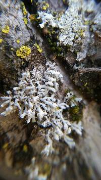 Physcia adscendens image