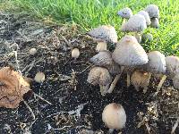 Coprinellus micaceus image