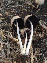 Coprinellus micaceus image