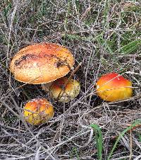 Amanita muscaria subsp. flavivolvata image