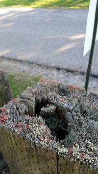 Cladonia cristatella image