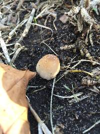 Coprinellus micaceus image