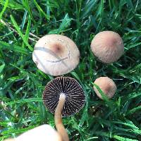 Agrocybe pediades image