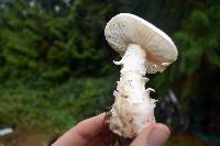 Amanita smithiana image