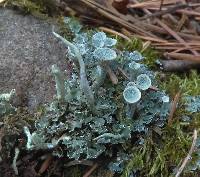 Cladonia chlorophaea image