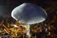 Clitocybe odora image